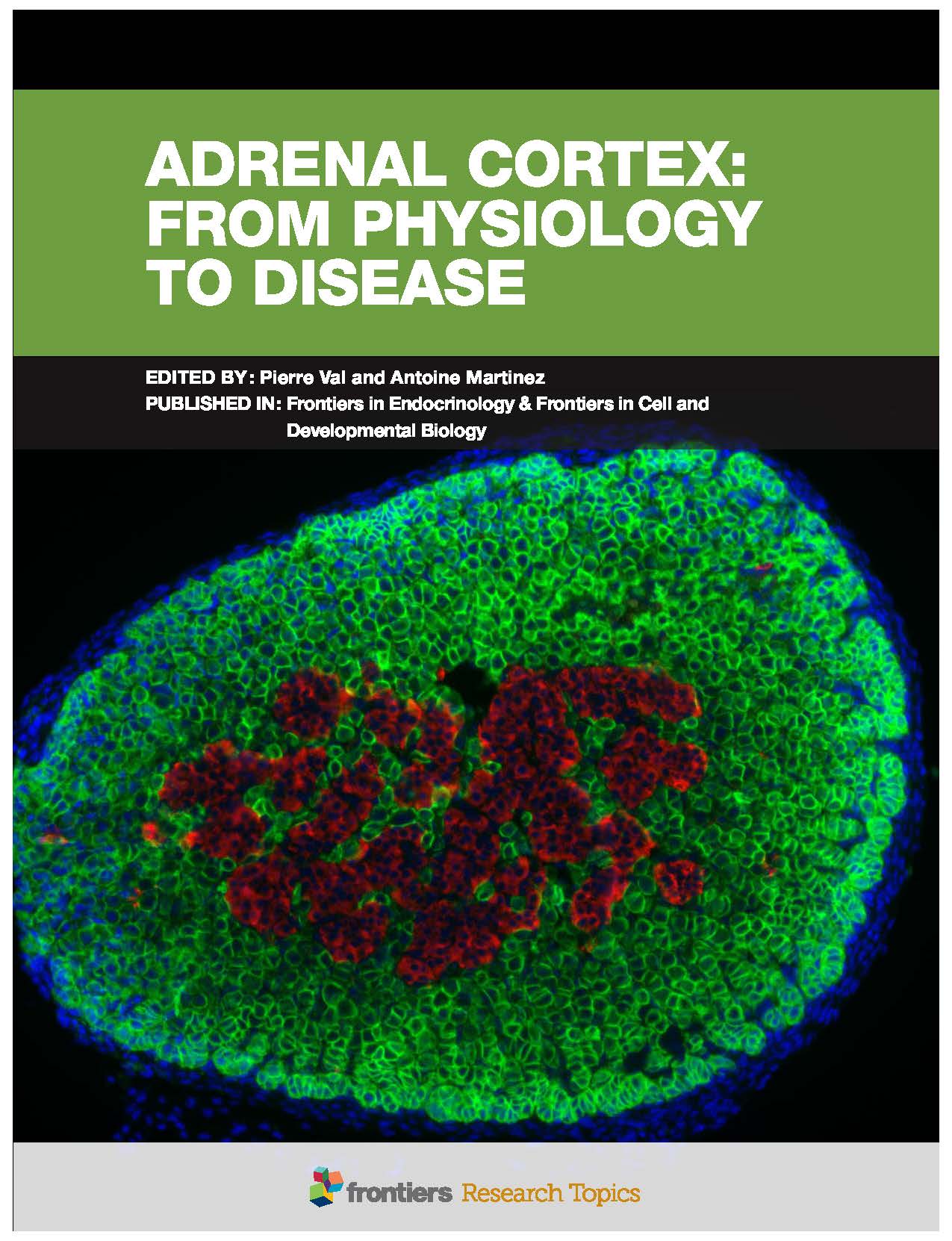 Adrenal Cortex: From Physiology to Disease